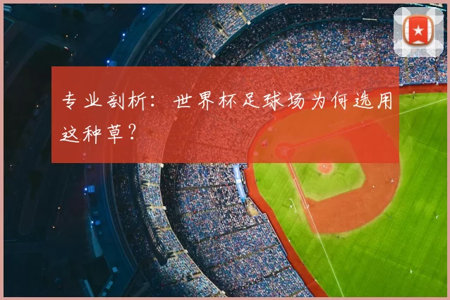 专业剖析：世界杯足球场为何选用这种草？