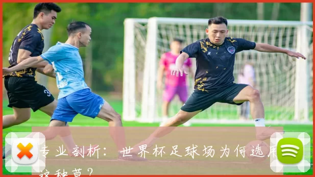 专业剖析:世界杯足球场为何选用这种草?